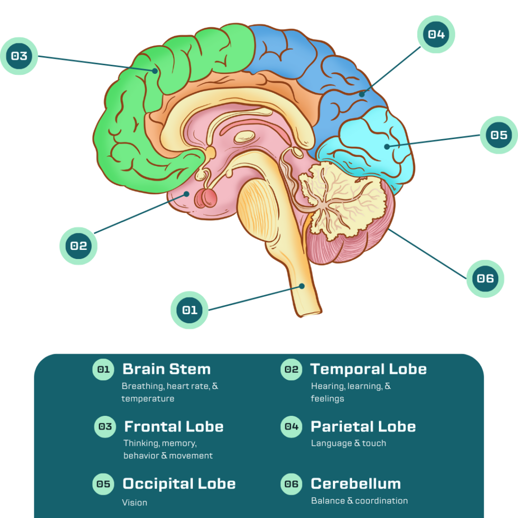 areas of the brain impacted by cannabis